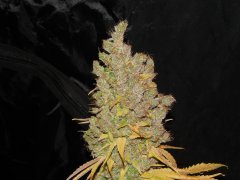 Diesel moonshine de pere inconnu #2