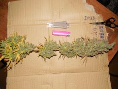 Diesel moonshine de pere inconnu #2