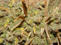 Diesel moonshine de pere inconnu #2