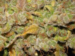 Diesel monnshine de pere inconnu #2