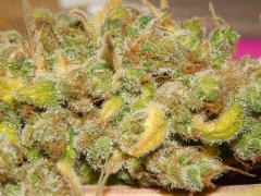 Diesel monnshine de pere inconnu #2