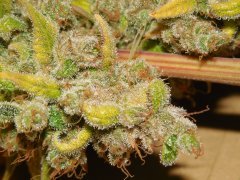 Diesel monnshine de pere inconnu #2