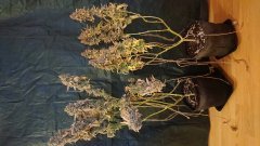 Amnesia Lemon / Chocolope F92 Cut