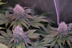 Blue widow