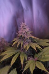 Blue Kush
