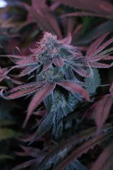 Chocolope