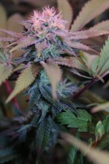 Amnesia Lemon