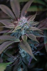 Kandy Kush
