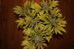 IMG_0233.JPG