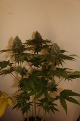 IMG_0237.JPG