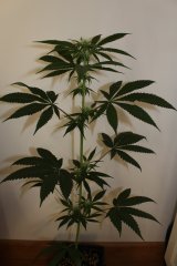 IMG_0252.JPG
