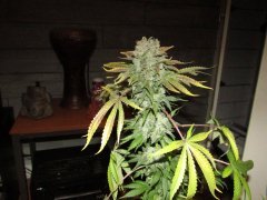 IMG_1211.JPG