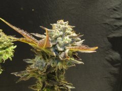 IMG_1287.JPG
