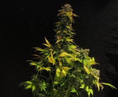 cali gold