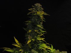 cali gold