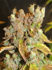 IMG_1476.JPG