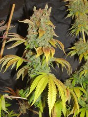 gorilla dinafem