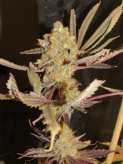 cookie and weed