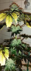 Real Gorilla #4