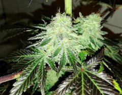 Real Gorilla #4