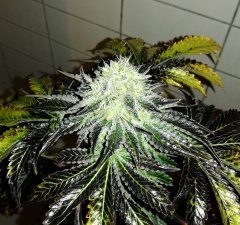 Real Gorilla #4