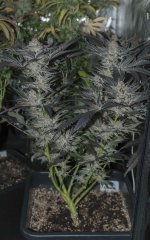 FLO+65 Peyote Cookies