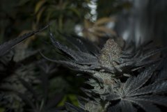 Peyote Cookies FLO+65