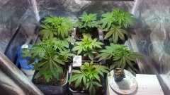 cro20_sour_diesel.jpg