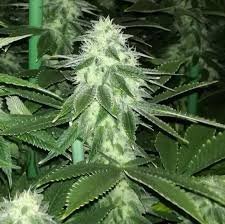 Sour Lemonaid OG
