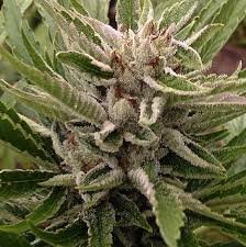 Clown Shoes OG