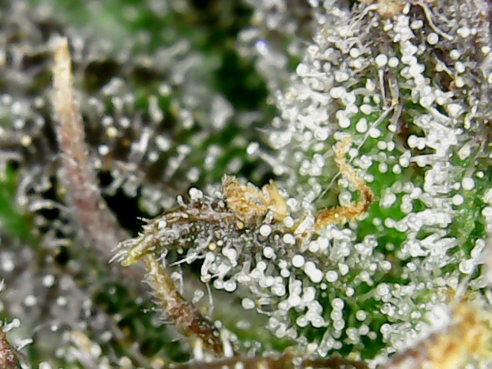 Plante 1