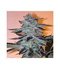 Strawbanana Glue