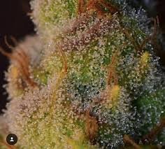 Strawberry Guava