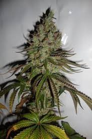 Sour joker