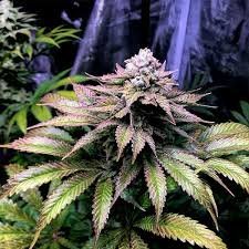 Papaya Punch