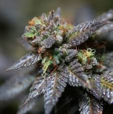 Sour Crisp Cookies