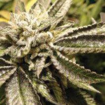 Canadian kush 2.0