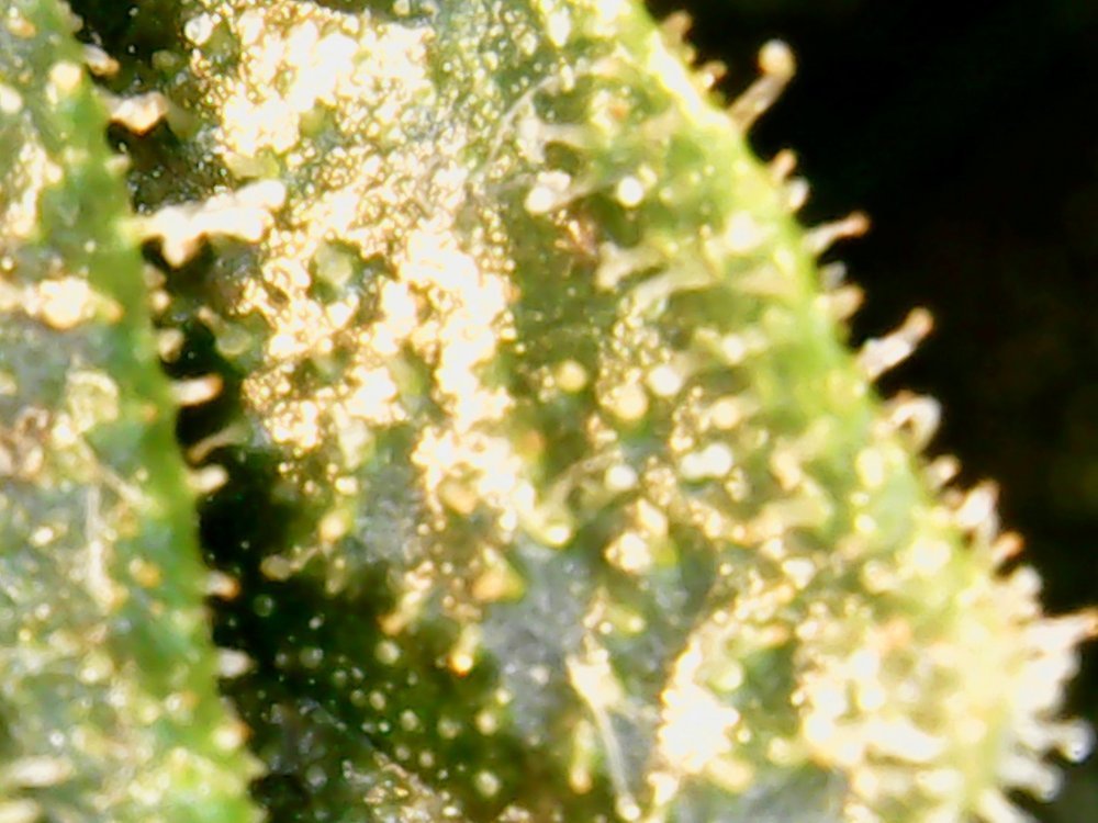 Sun Mar 10 15-30-40.jpg