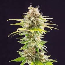 Super Og Kush