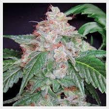 StarKush