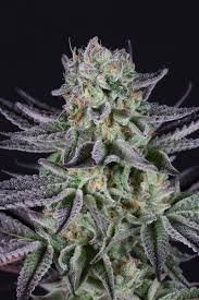 Blueberry Cookie