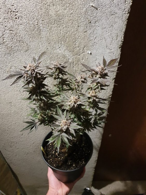 20190317_195133-min.thumb.jpg.10c9e0b2f510d1ed8ae1cd1549e26855.jpg