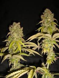 Super Sour Skunk