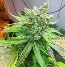 Sweet Pink Grapefruit BX