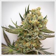 StarBud
