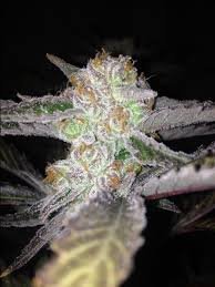 Cherry Wonka