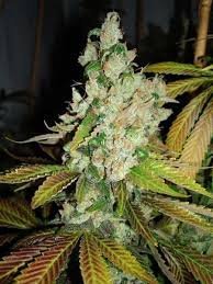 Sour Pink Grapefruit