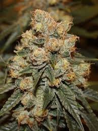 Gamma Berry