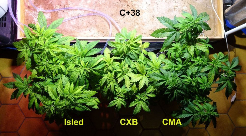 Comparatif C+38 - Copie.jpg