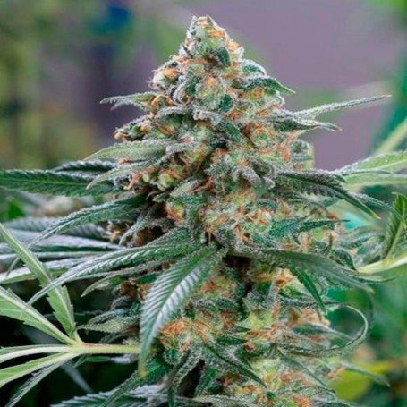 Og Kush Cbd